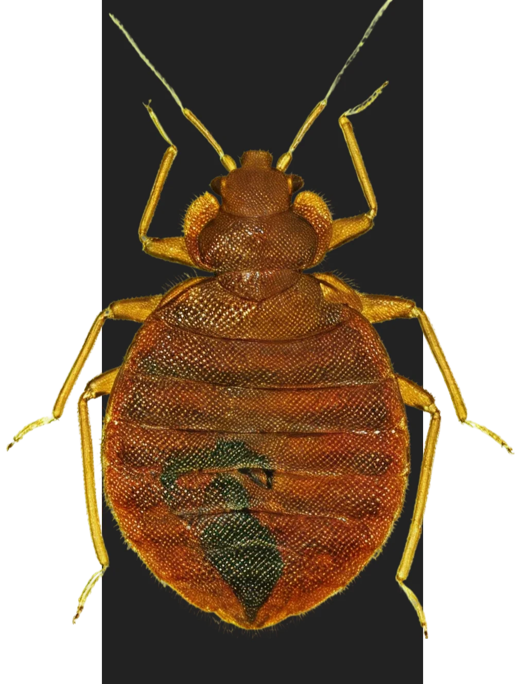 Detailed bed bug image