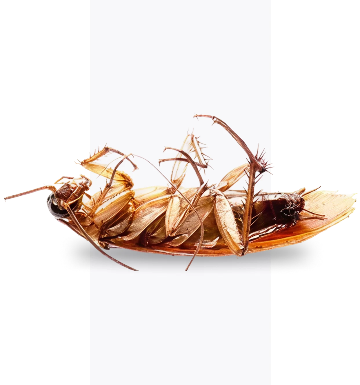 Upside-down cockroach close-up